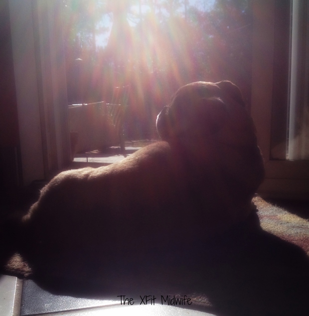 Even old pugs know the value of Vitamin D uptake!!